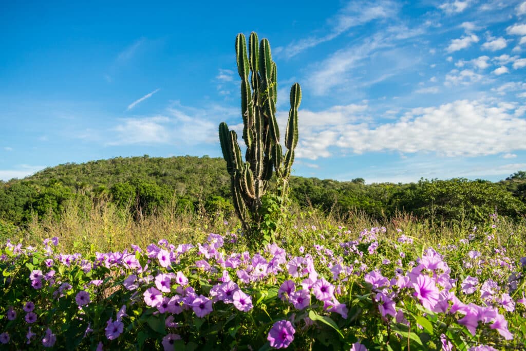 Caatinga em Flor
